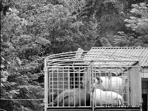 生豬慘遭商販野蠻灌水定點(diǎn)屠宰場照單全收(圖)
